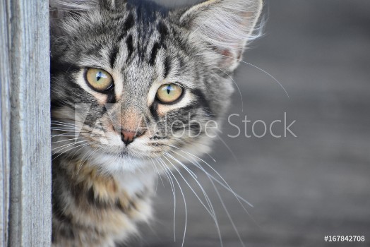 Picture of Closeup of Cat